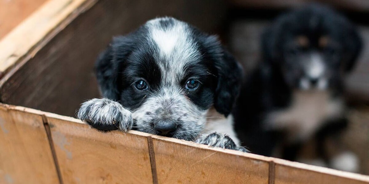 ¿Vas a adoptar un perro? Esto es lo que no puede faltar para tu nuevo mejor amigo