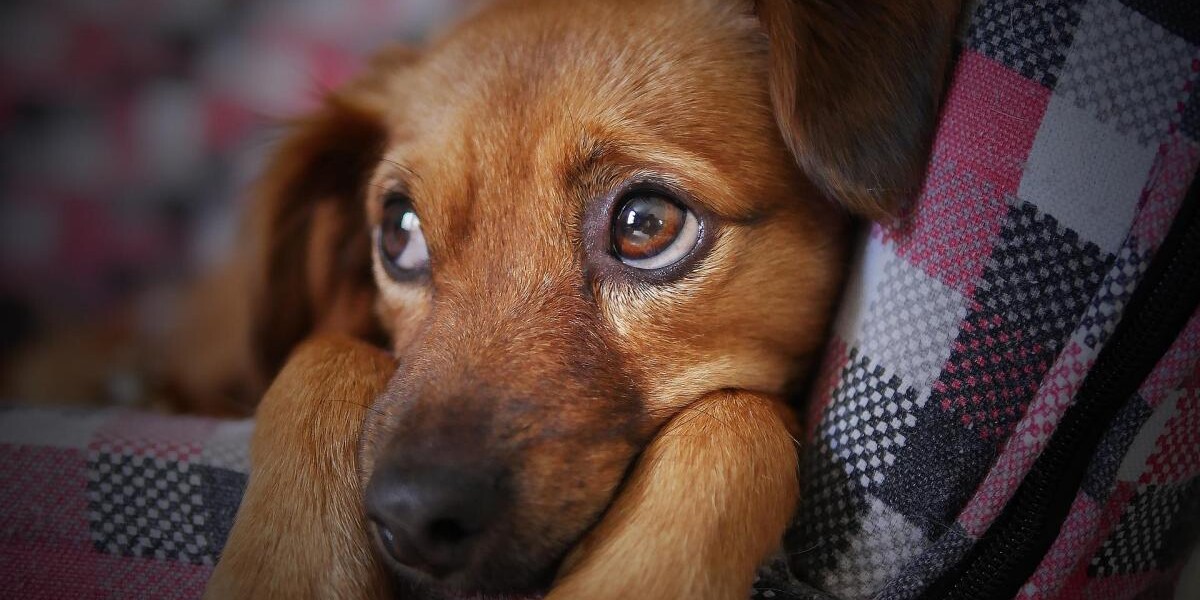 Cómo curar una herida en el ojo de un perro