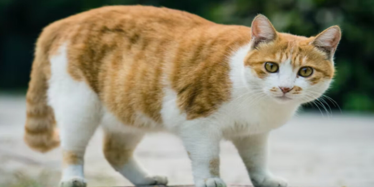 Cómo saber si mi gato está gordo