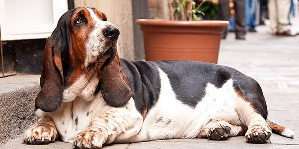 Cómo saber si mi perro está gordo