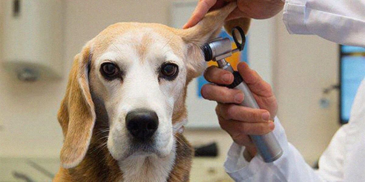 Otitis externa en perros: diagnóstico y tratamiento