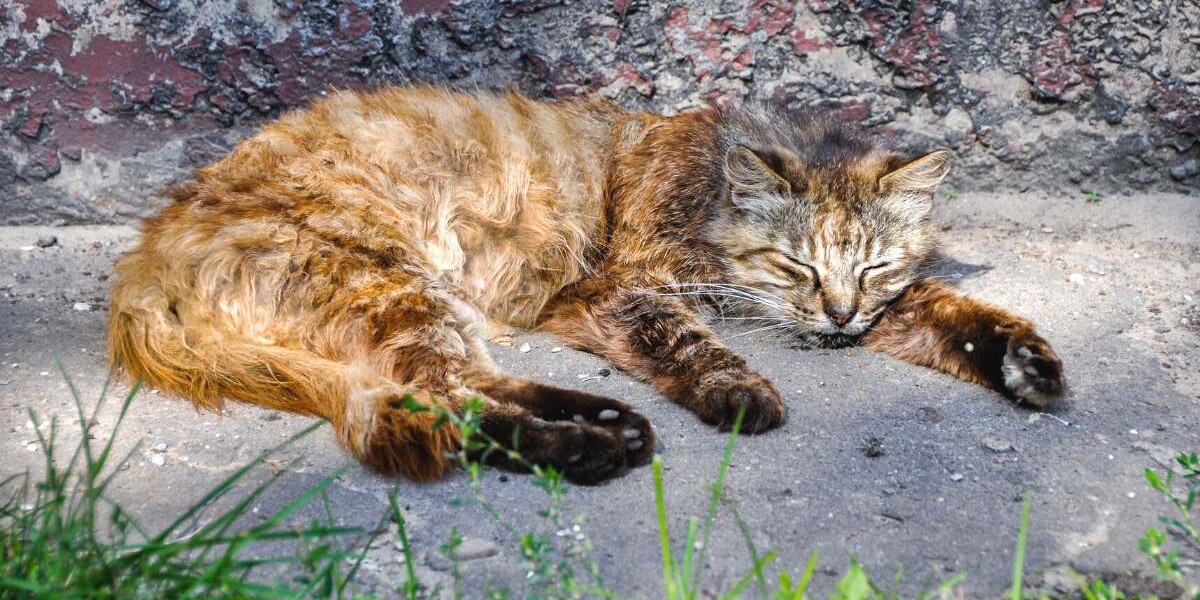 Síntomas y tratamiento del parvovirus en gatos