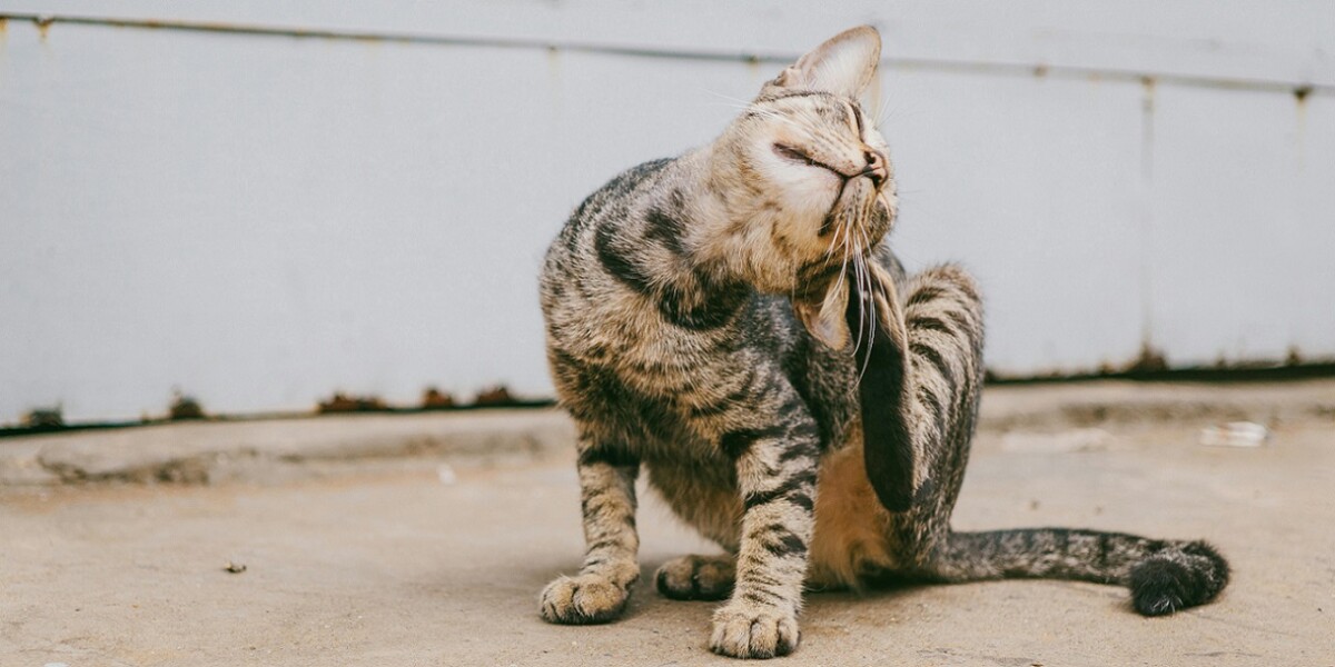 Tratamiento de piojos en gatos